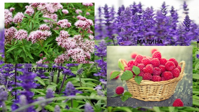 МАЛИНА ВАЛЕРИАНА 