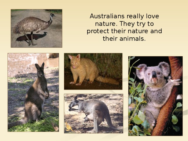 Australians really love nature. They try to protect their nature and their animals. 