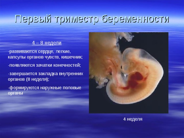 Первый триместр беременности 4 – 8 недели -развиваются сердце, легкие, капсулы органов чувств, кишечник; -появляются зачатки конечностей; -завершается закладка внутренних органов (8 неделя); -формируются наружные половые органы 4 неделя 