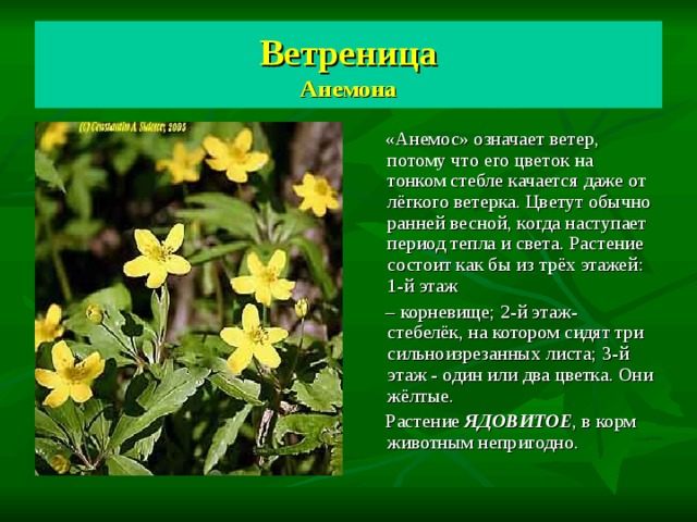 Ветреница  Анемона  «Анемос» означает ветер, потому что его цветок на тонком стебле качается даже от лёгкого ветерка. Цветут обычно ранней весной, когда наступает период тепла и света. Растение состоит как бы из трёх этажей: 1-й этаж – корневище; 2-й этаж- стебелёк, на котором сидят три сильноизрезанных листа; 3-й этаж - один или два цветка. Они жёлтые.  Растение ЯДОВИТОЕ , в корм животным непригодно. 