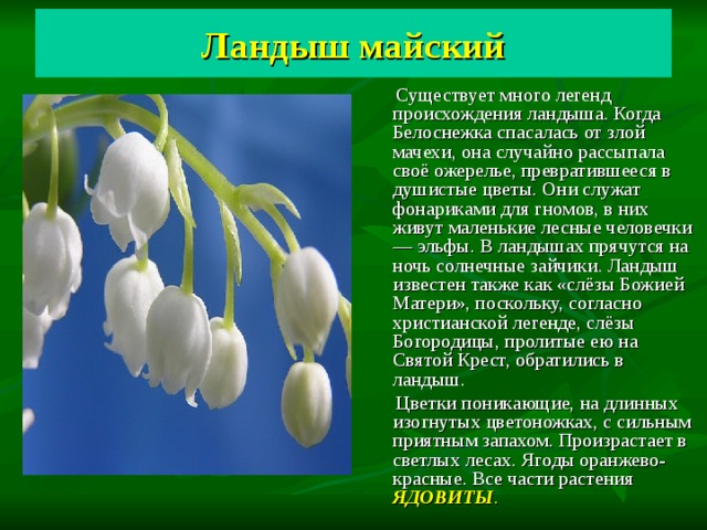  Ландыш майский    Существует много легенд происхождения ландыша. Когда Белоснежка спасалась от злой мачехи, она случайно рассыпала своё ожерелье, превратившееся в душистые цветы. Они служат фонариками для гномов, в них живут маленькие лесные человечки — эльфы. В ландышах прячутся на ночь солнечные зайчики. Ландыш известен также как «слёзы Божией Матери», поскольку, согласно христианской легенде, слёзы Богородицы, пролитые ею на Святой Крест, обратились в ландыш.  Цветки поникающие, на длинных изогнутых цветоножках, с сильным приятным запахом. Произрастает в светлых лесах. Ягоды оранжево-красные. Все части растения ЯДОВИТЫ . 
