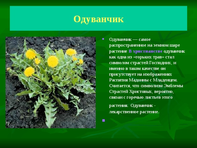 Одуванчик Одуванчик — самое распространенное на земном шаре растение В христианстве одуванчик как одна из «горьких трав» стал символом страстей Господних, и именно в таком качестве он присутствует на изображениях Распятия Мадонны с Младенцем. Считается, что символизм Эмблемы Страстей Христовых, вероятно, связан с горечью листьев этого растения.  Одуванчик - лекарственное растение. 
