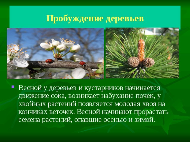 Пробуждение деревьев Весной у деревьев и кустарников начинается движение сока, возникает набухание почек, у хвойных растений появляется молодая хвоя на кончиках веточек. Весной начинают прорастать семена растений, опавшие осенью и зимой. 
