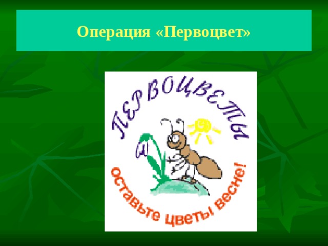 Операция «Первоцвет» 