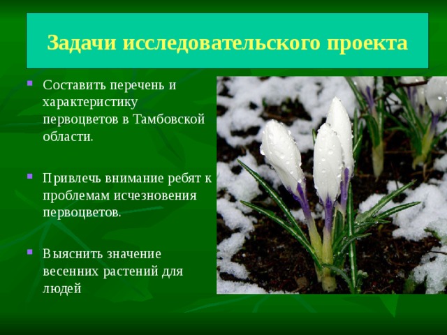 Задачи исследовательского проекта :  Задачи исследовательского проекта Составить перечень и характеристику первоцветов в Тамбовской области.  Привлечь внимание ребят к проблемам исчезновения первоцветов.  Выяснить значение весенних растений для людей 
