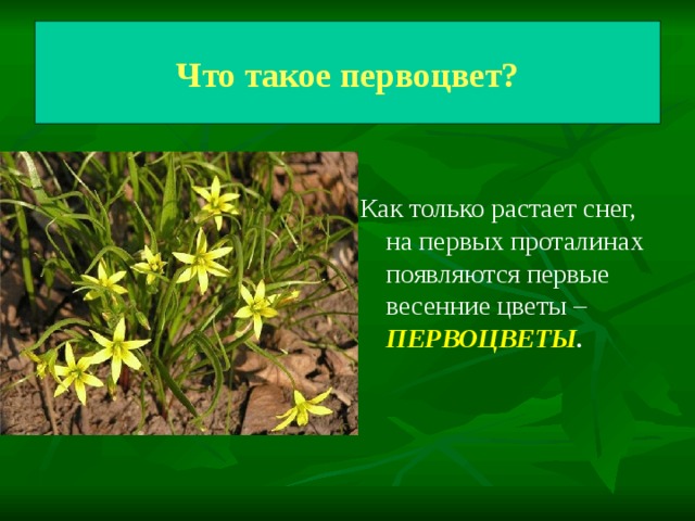 Что такое первоцвет?  Что такое первоцвет?  Как только растает снег, на первых проталинах появляются первые весенние цветы – ПЕРВОЦВЕТЫ .  