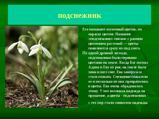 подснежник Подснежник  Молочный цветок Его называют молочный цветок, по окраске цветов. Название «подснежник» связано с ранним цветением растений — цветы появляются сразу из-под снега. По одной древней легенде, подснежники были первыми цветами на земле. Когда Бог изгнал Адама и Еву из рая, на земле была зима и шел снег. Ева замерзла и стала плакать. Снежинки пожалели ее и несколько из них превратились в цветы. Ева очень обрадовалась этому. У нее возникла надежда на прощение, а цветы - подснежники - с тех пор стали символом надежды.  