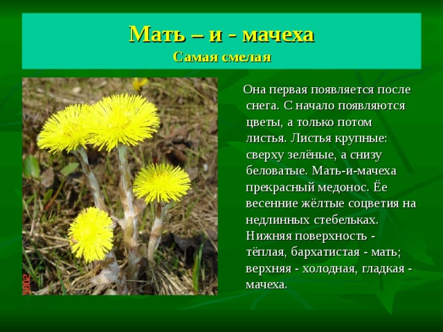 Мать – и - мачеха  Самая смелая  Она первая появляется после снега. С начало появляются цветы, а только потом листья. Листья крупные: сверху зелёные, а снизу беловатые. Мать-и-мачеха прекрасный медонос. Ёе весенние жёлтые соцветия на недлинных стебельках. Нижняя поверхность - тёплая, бархатистая - мать; верхняя - холодная, гладкая - мачеха. 