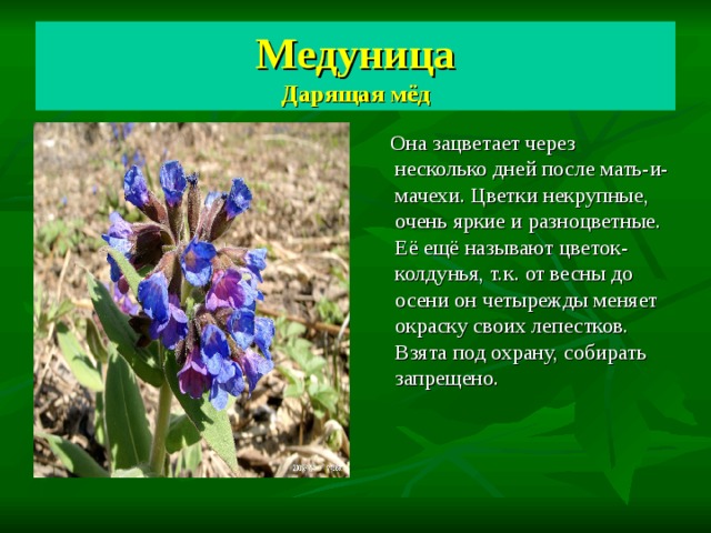 Медуница  Дарящая мёд  Она зацветает через несколько дней после мать-и-мачехи. Цветки некрупные, очень яркие и разноцветные. Её ещё называют цветок-колдунья, т.к. от весны до осени он четырежды меняет окраску своих лепестков. Взята под охрану, собирать запрещено. 