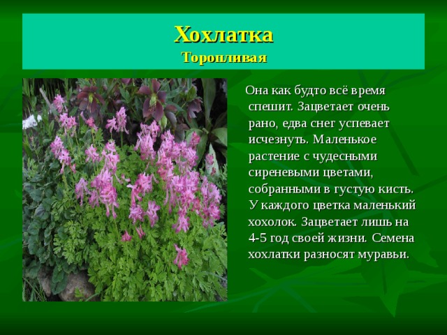 Хохлатка  Торопливая  Она как будто всё время спешит. Зацветает очень рано, едва снег успевает исчезнуть. Маленькое растение с чудесными сиреневыми цветами, собранными в густую кисть. У каждого цветка маленький хохолок. Зацветает лишь на 4-5 год своей жизни. Семена хохлатки разносят муравьи. 