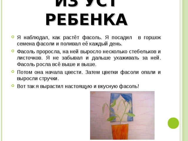 ИЗ УСТ РЕБЕНКА Я наблюдал, как растёт фасоль. Я посадил в горшок семена фасоли и поливал её каждый день. Фасоль проросла, на ней выросло несколько стебельков и листочков. Я не забывал и дальше ухаживать за ней. Фасоль росла всё выше и выше. Потом она начала цвести. Затем цветки фасоли опали и выросли стручки. Вот так я вырастил настоящую и вкусную фасоль! 