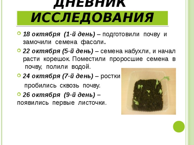 ДНЕВНИК ИССЛЕДОВАНИЯ 18 октября (1-й день) – подготовили почву и замочили семена фасоли . 22 октября (5-й день) – семена набухли, и начал расти корешок. Поместили проросшие семена в почву, полили водой. 24 октября (7-й день)  – ростки  пробились сквозь почву. 26 октября (9-й день) – появились первые листочки. 