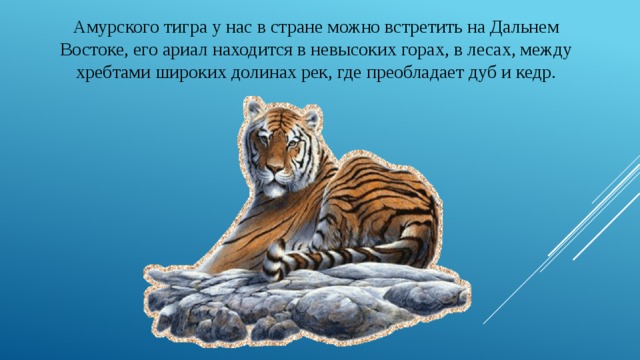 Амурского тигра у нас в стране можно встретить на Дальнем Востоке, его ариал находится в невысоких горах, в лесах, между хребтами широких долинах рек, где преобладает дуб и кедр. 