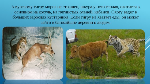 Амурскому тигру мороз не страшен, шкура у него теплая, охотится в основном на косуль, на пятнистых оленей, кабанов. Охоту ведет в больших зарослях кустарника. Если тигру не хватает еды, он может зайти в ближайшие деревни к людям. 