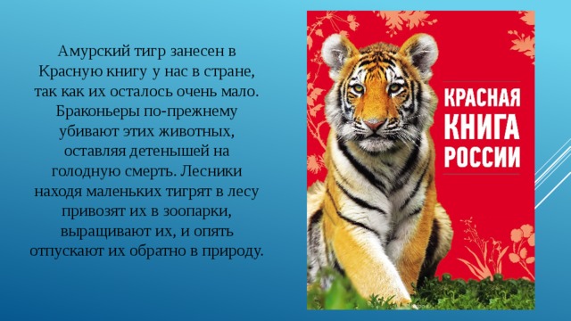 Амурский тигр занесен в Красную книгу у нас в стране, так как их осталось очень мало. Браконьеры по-прежнему убивают этих животных, оставляя детенышей на голодную смерть. Лесники находя маленьких тигрят в лесу привозят их в зоопарки, выращивают их, и опять отпускают их обратно в природу. 