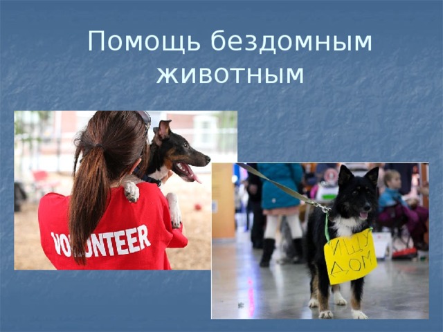 Помощь бездомным животным 