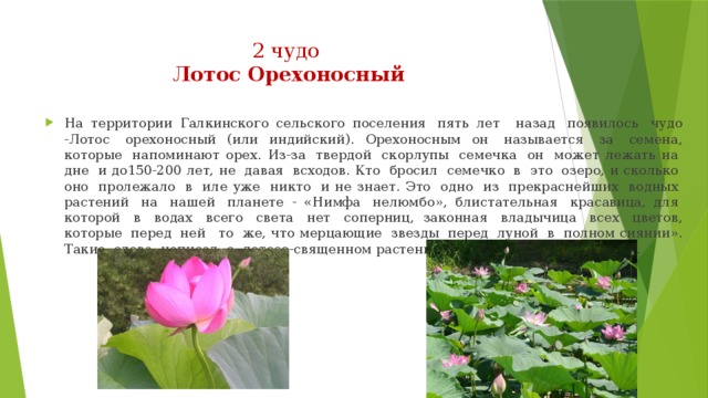 2 чудо  Лотос Орехоносный   На территории Галкинского сельского поселения  пять лет   назад  появилось  чудо -Лотос  орехоносный (или индийский). Орехоносным он  называется  за  семена, которые  напоминают орех. Из-за  твердой  скорлупы  семечка  он  может лежать на  дне  и до150-200 лет, не  давая  всходов. Кто  бросил  семечко  в  это  озеро, и сколько  оно  пролежало  в  иле уже  никто  и не знает. Это  одно  из  прекраснейших  водных  растений  на  нашей  планете - «Нимфа  нелюмбо», блистательная  красавица, для  которой  в  водах  всего  света  нет  соперниц, законная  владычица  всех  цветов, которые  перед  ней   то  же, что мерцающие  звезды  перед  луной  в  полном сиянии». Такие  слова  написал  о  лотосе-священном растении ботаник С.И.Гремяченский. 