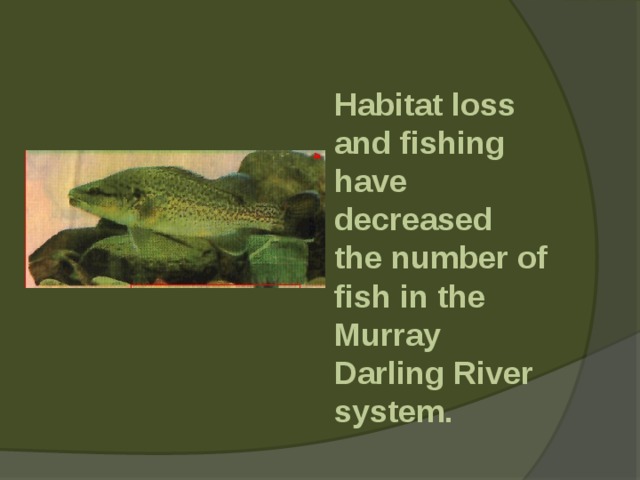  Habitat loss and fishing have decreased the number of fish in the Murray Darling River system. 