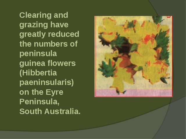  Clearing and grazing have greatly reduced the numbers of peninsula guinea flowers (Hibbertia paeninsularis) on the Eyre Peninsula, South Australia. 