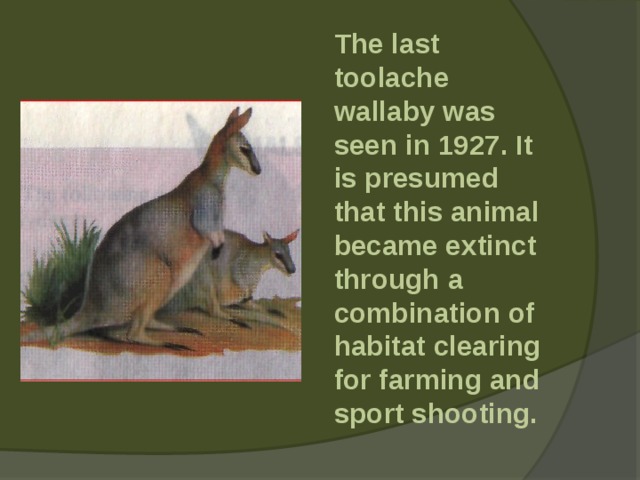  The last toolache wallaby was seen in 1927. It is presumed that this animal became extinct through a combination of habitat clearing for farming and sport shooting. 