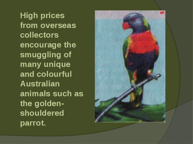  High prices from overseas collectors encourage the smuggling of many unique and colourful Australian animals such as the golden-shouldered parrot. 