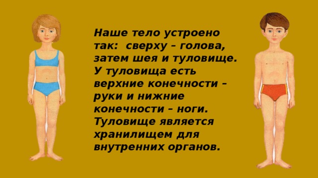 Наше тело устроено так: сверху – голова, затем шея и туловище.  У туловища есть верхние конечности – руки и нижние конечности – ноги.  Туловище является хранилищем для внутренних органов. 