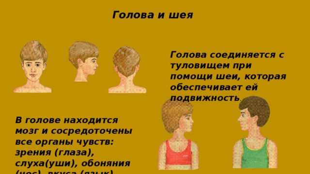Голова и шея  Голова соединяется с туловищем при помощи шеи, которая обеспечивает ей подвижность . В голове находится мозг и сосредоточены все органы чувств: зрения (глаза), слуха(уши), обоняния (нос), вкуса (язык). 