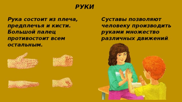 РУКИ Рука состоит из плеча, предплечья и кисти.  Большой палец противостоит всем остальным.   Суставы позволяют человеку производить руками множество различных движений . 
