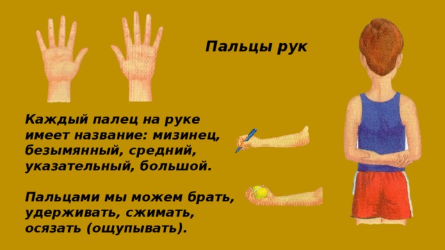 Пальцы рук Каждый палец на руке имеет название: мизинец, безымянный, средний, указательный, большой.   Пальцами мы можем брать, удерживать, сжимать, осязать (ощупывать).  
