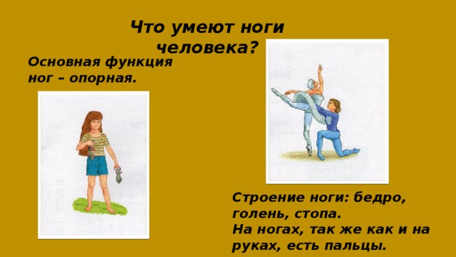Что умеют ноги человека? Основная функция ног – опорная. Строение ноги: бедро, голень, стопа.  На ногах, так же как и на руках, есть пальцы. 