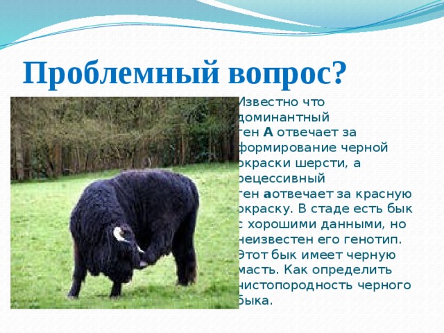Проблемный вопрос? Известно что доминантный ген  А  отвечает за формирование черной окраски шерсти, а рецессивный ген  а отвечает за красную окраску. В стаде есть бык с хорошими данными, но неизвестен его генотип. Этот бык имеет черную масть. Как определить чистопородность черного быка. 