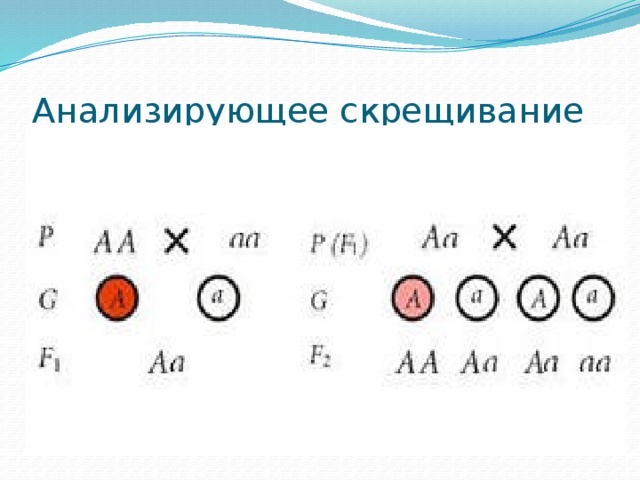 Анализирующее скрещивание 