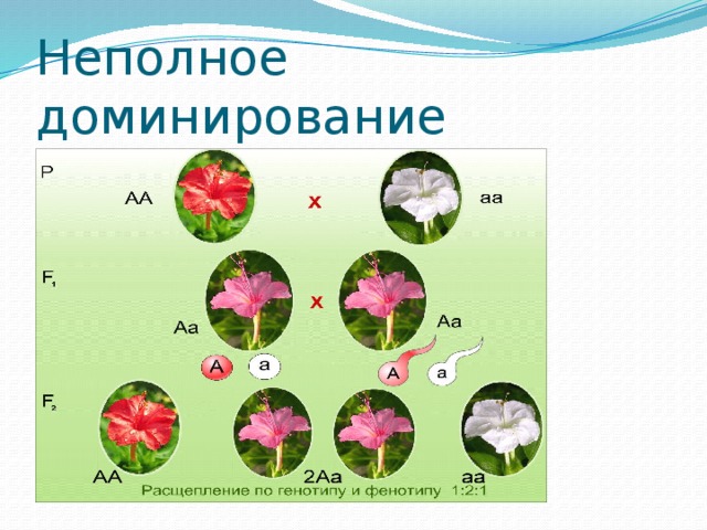 Неполное доминирование 