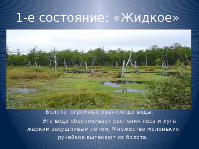1-е состояние: «Жидкое» Болота- огромные хранилища воды.  Эта вода обеспечивает растения леса и луга жарким засушливым летом. Множество маленьких ручейков вытекают из болота. 