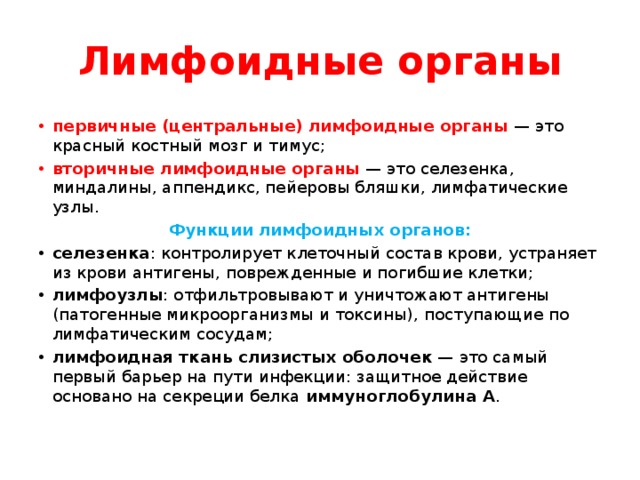 Лимфоидные органы первичные (центральные) лимфоидные органы  — это красный костный мозг и тимус; вторичные лимфоидные органы  — это селезенка, миндалины, аппендикс, пейеровы бляшки, лимфатические узлы. Функции лимфоидных органов: селезенка : контролирует клеточный состав крови, устраняет из крови антигены, поврежденные и погибшие клетки; лимфоузлы : отфильтровывают и уничтожают антигены (патогенные микроорганизмы и токсины), поступающие по лимфатическим сосудам; лимфоидная ткань слизистых оболочек  — это самый первый барьер на пути инфекции: защитное действие основано на секреции белка  иммуноглобулина А . 