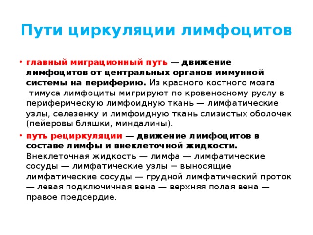 Пути циркуляции лимфоцитов главный миграционный путь  —  движение лимфоцитов от центральных органов иммунной системы на периферию.  Из красного костного мозга  тимуса лимфоциты мигрируют по кровеносному руслу в периферическую лимфоидную ткань — лимфатические узлы, селезенку и лимфоидную ткань слизистых оболочек (пейеровы бляшки, миндалины).  путь рециркуляции   — движение лимфоцитов в составе лимфы и внеклеточной жидкости. Внеклеточная жидкость — лимфа — лимфатические сосуды — лимфатические узлы − выносящие лимфатические сосуды — грудной лимфатический проток — левая подключичная вена — верхняя полая вена — правое предсердие. 