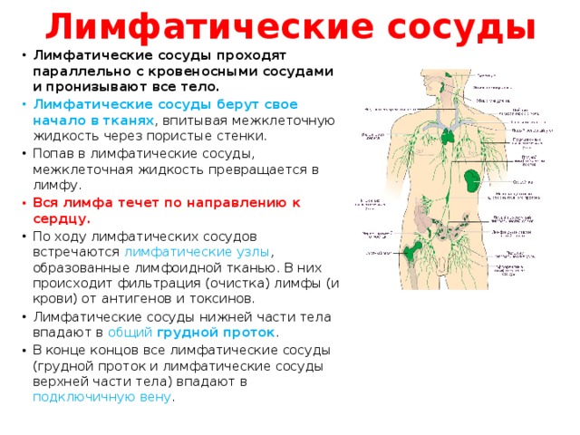 Лимфатические сосуды Лимфатические сосуды проходят параллельно с кровеносными сосудами и пронизывают все тело.  Лимфатические сосуды берут свое начало в тканях , впитывая межклеточную жидкость через пористые стенки. Попав в лимфатические сосуды, межклеточная жидкость превращается в лимфу. Вся лимфа течет по направлению к сердцу. По ходу лимфатических сосудов встречаются лимфатические узлы , образованные лимфоидной тканью. В них происходит фильтрация (очистка) лимфы (и крови) от антигенов и токсинов.  Лимфатические сосуды нижней части тела впадают в общий  грудной проток . В конце концов все лимфатические сосуды (грудной проток и лимфатические сосуды верхней части тела) впадают в подключичную вену .   