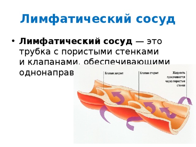 Лимфатический сосуд Лимфатический сосуд  — это трубка с пористыми стенками и клапанами, обеспечивающими однонаправленный ток лимфы. 