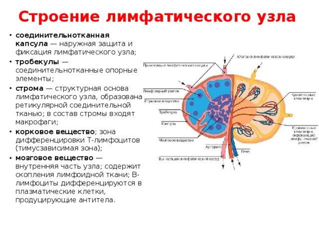 Строение лимфатического узла соединительнотканная капсула  — наружная защита и фиксация лимфатического узла; тробекулы  — соединительнотканные опорные элементы; строма  — структурная основа лимфатического узла, образована ретикулярной соединительной тканью; в состав стромы входят макрофаги; корковое вещество ; зона дифференцировки T-лимфоцитов (тимусзависимая зона); мозговое вещество  — внутренняя часть узла; содержит скопления лимфоидной ткани; B-лимфоциты дифференцируются в плазматические клетки, продуцирующие антитела. 