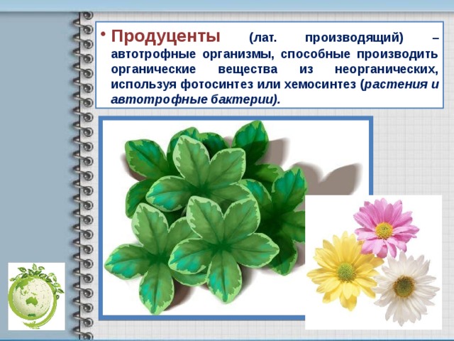Продуценты (лат. производящий) – автотрофные организмы, способные производить органические вещества из неорганических, используя фотосинтез или хемосинтез ( растения и автотрофные бактерии). 
