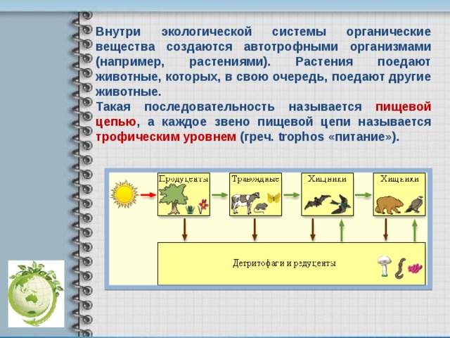 Внутри экологической системы органические вещества создаются автотрофными организмами (например, растениями). Растения поедают животные, которых, в свою очередь, поедают другие животные. Такая последовательность называется пищевой цепью , а каждое звено пищевой цепи называется трофическим уровнем (греч. trophos «питание»). 