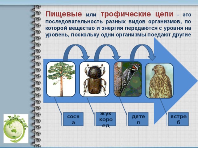 Пищевые  или  трофические цепи  - это последовательность разных видов организмов, по которой вещество и энергия передаются с уровня на уровень, поскольку одни организмы поедают другие сосна жук дятел ястреб короед 