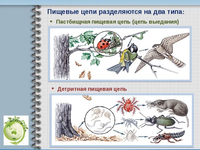 Пищевые цепи разделяются на два типа :  Пастбищная пищевая цепь (цепь выедания)  Детритная пищевая цепь 