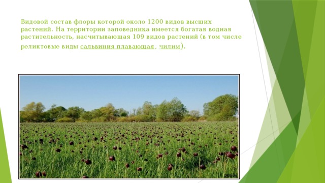 Видовой состав флоры которой около 1200 видов высших растений. На территории заповедника имеется богатая водная растительность, насчитывающая 109 видов растений (в том числе реликтовые виды  сальвиния плавающая ,  чилим ). 