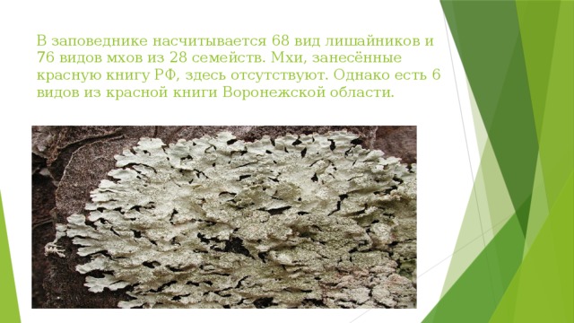 В заповеднике насчитывается 68 вид лишайников и 76 видов мхов из 28 семейств. Мхи, занесённые красную книгу РФ, здесь отсутствуют. Однако есть 6 видов из красной книги Воронежской области. 