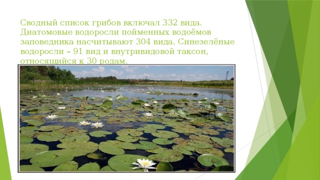Сводный список грибов включал 332 вида. Диатомовые водоросли пойменных водоёмов заповедника насчитывают 304 вида. Синезелёные водоросли – 91 вид и внутривидовой таксон, относящийся к 30 родам.  