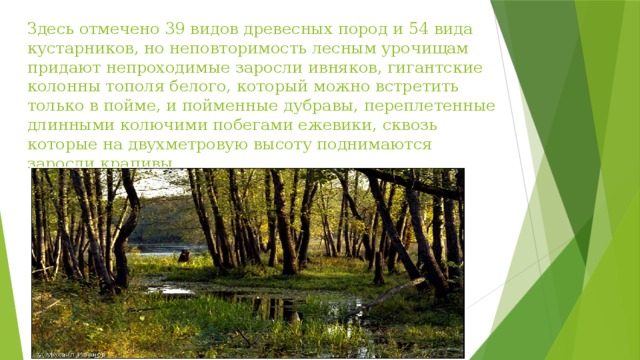 Здесь отмечено 39 видов древесных пород и 54 вида кустарников, но неповторимость лесным урочищам придают непроходимые заросли ивняков, гигантские колонны тополя белого, который можно встретить только в пойме, и пойменные дубравы, переплетенные длинными колючими побегами ежевики, сквозь которые на двухметровую высоту поднимаются заросли крапивы.  
