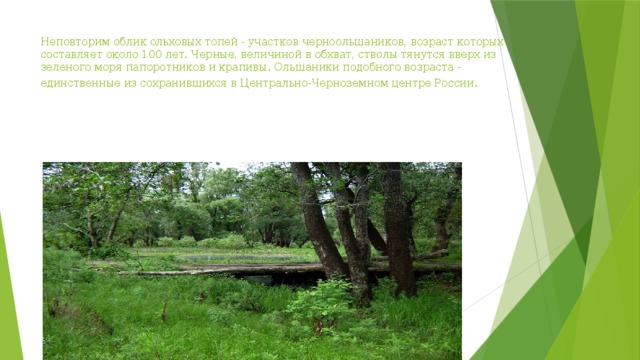 Неповторим облик ольховых топей - участков черноольшаников, возраст которых составляет около 100 лет. Черные, величиной в обхват, стволы тянутся вверх из зеленого моря папоротников и крапивы. Ольшаники подобного возраста - единственные из сохранившихся в Центрально-Черноземном центре России.   