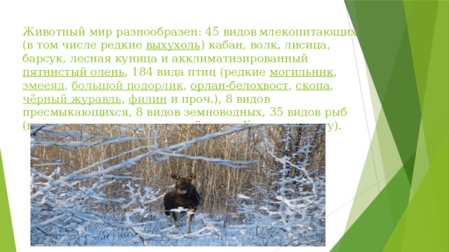 Животный мир разнообразен: 45 видов  млекопитающих (в том числе редкие  выхухоль ) кабан, волк, лисица, барсук, лесная куница и акклиматизированный  пятнистый олень , 184 вида птиц (редкие  могильник ,  змееяд ,  большой подорлик ,  орлан-белохвост ,  скопа ,  чёрный журавль ,  филин  и проч.), 8 видов пресмыкающихся, 8 видов земноводных, 35 видов рыб (в том числе  стерлядь , занесённая в Красную книгу). 