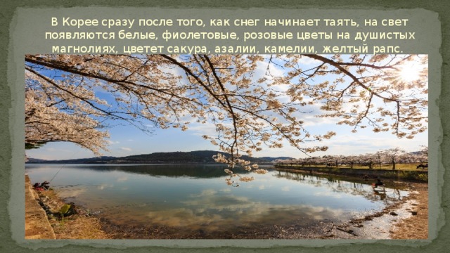 В Корее сразу после того, как снег начинает таять, на свет появляются белые, фиолетовые, розовые цветы на душистых магнолиях, цветет сакура, азалии, камелии, желтый рапс. 